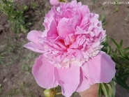 Пион "Воппер" (Paeonia "Whopper")