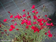 Гвоздики дельтовидні "Флешінг Лайт" (Dianthus deltoides "Flashing Light")