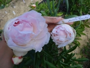 Півонія "Марілла Бьюті" (Paeonia "Marilla Beauty")