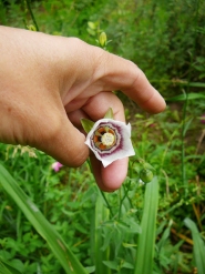 Кодонопсис клематисовидный (Codonopsis clematidea)