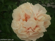 Півонія "Хізер" (Paeonia "Heather")