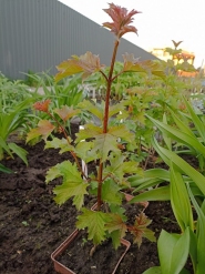 Калина звичайна (Viburnum opulus)