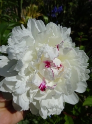 Пион "Фестива Максима" (Paeonia "Festiva Maxima")