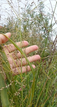 Просо скрытое или Дихантелиум скрытый (Panicum clandestinum, Dichanthelium clandestinum)