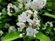 Дейція витончена (Deutzia gracilis) або Жилолист