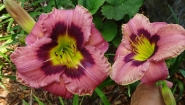 Лилейник "Олвэйс Афтенун" (Hemerocallis "Always Afternoon")