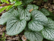 Бруннера великолиста "Джек Фрост" (Brunnera macrophylla "Jack Frost")