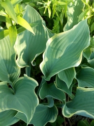 Хоста "Регал Сплендор" (Hosta "Regal Splendor")