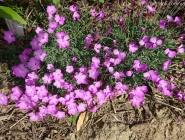 Гвоздики короткостебельні (Dianthus subacaulis)