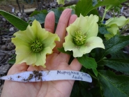 Морозник гибридный ЛС "Йеллоу Лейди" (Helleborus × hybridus LS "Yellow Lady")