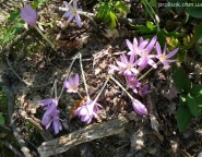 Пізньоцвіт осінній (Colchicum autumnale)