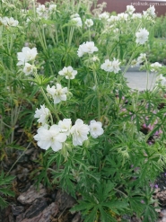 Герань лучна "Дабл Джевел" (Geranium pratense "Double Jewel")