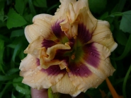 Лілійник "Розуіта"  (Hemerocallis "Roswitha")