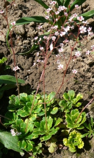 Ломикамінь тінистий "Варієгата" (Saxifraga urbium "Variegata")