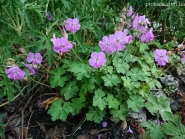 Герань кембріджська "Кембрідж" (Geranium cantabrigiense "Cambridge")