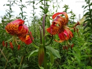 Лілія леопардова (Lilium pardalinum)