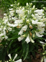 Пенстемон жорстковолосистий підвид карликовий, білоквіткова форма (Penstemon hirsutus f. albiflorus)