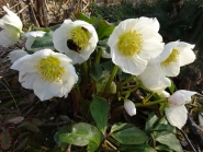 Морозник черный "Максима" (Helleborus niger "Maxima")