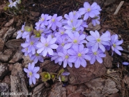 Печеночница благородная (Hepatica nobilis)