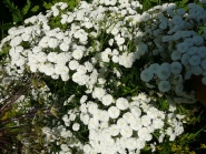 Тысячелистник птармика "То Перл" (Achillea ptarmica "The Pearl")