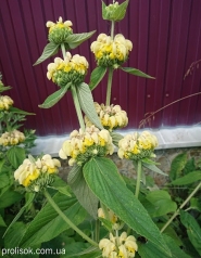 Зопник Рассела (Phlomis russeliana)