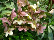 Чемерник нігеркорс "Кенді Лав" (Helleborus × nigercors "Candy Love")