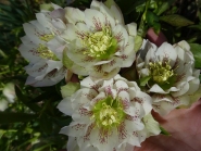 Морозник гибридный "Харвингтон Дабл Вайт Спеклед" (Helleborus x hybridus "Harvington Double White Speckled")