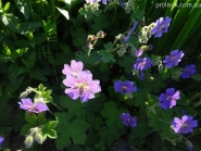 Герань Ренарда "Філіпп Вапель" (Geranium renardii "Philippe Vapelle")