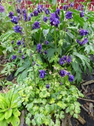 Орлики звичайні "Лепрекон Голд" (Aquilegia vulgaris "Leprechaun Gold")