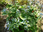 Бруннера сибирская (Brunnera sibirica Stev.)