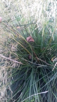 Мюленбергия волосовидная (Muhlenbergia capillaris)