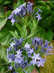 Амсонія "Блю Айс" (Amsonia "Blue Ice")