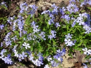 Флокс розчепірений блакитний (Phlox divaricata blue)