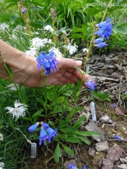 Пенстемон альпійський (Penstemon alpinus Ton.)