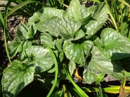 Бруннера великолиста "Ленгтріз" (Brunnera macrophylla "Langtrees")