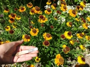 Геленіум "Віндлей" (Helenium "Wyndley" (Sneezeweed))