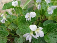 Фіалка сестринська "Фреклс" (Viola sororia "Freckles")