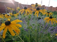 Рудбекия лучистая "Голдштурм" (Rudbeckia fulgida ''Goldsturm'') 