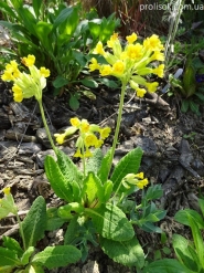 Первоцвіт великочашечковий (Primula macrocalyx Bunge)