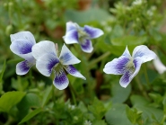 Фіалка сестринська двоколірна природна форма (Viola sororia f. Рriceana)