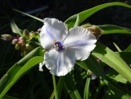 Традесканция Андерсона "Оспрей" (Tradescantia х andersoniana "Osprey")