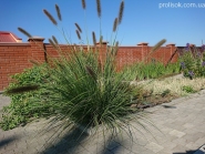 Пеннисетум лисохвостовый (Pennisetum alopecuroides)