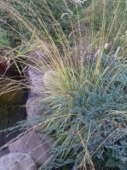 Молиния голубая "Вариегата" (Molinia caerulea "Variegata")