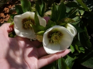 Чемерник гібридний №1  (Helleborus × hybridus)