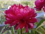 Півонія "Лі" (Paeonia "Lee")