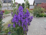 Аконіт Карміхеля (Aconitum carmichaelii)