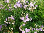 Герань лучна "Саммер Скайс" (Geranium pratense "Summer Skies")