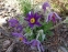Сон "Весняна Сенсація" (Pulsatilla)