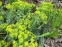 Молочай миртолисний (Euphorbia myrsinites)