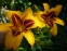 Лілійник "Бонанза" (Hemerocallis "Bonanza")